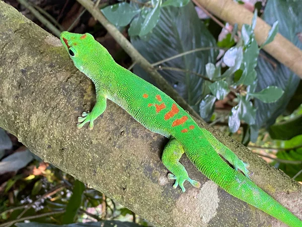 Zlatý Prach Den Gecko Phelsuma Laticauda Syn Pachydactylus Laticauda Der — Stock fotografie