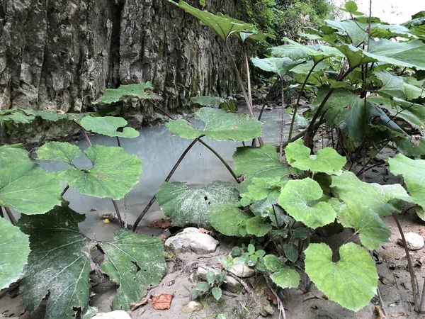 Die Schlucht Des Baches Unterhalb Des Wasserfalls Von Sopot Pican — Stockfoto