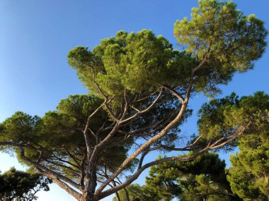 Altın Burun Parkı Zlatni rt, Rovinj (Rovigno) - Istria, Hırvatistan / Park suma Zlatni rt (Punta corrente), Rovinj - Istra, Hrvatska / Waldpark Zlatni rt, Kroatien