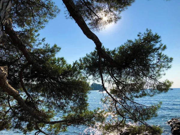 Taman Hutan Tanjung Emas Zlatni Rovinj Rovigno Istria Kroasia Park — Stok Foto