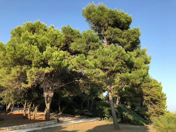 Golden Cape Forest Park Zlatni Rovinj Rovigno Istria Croazia Park — Foto Stock