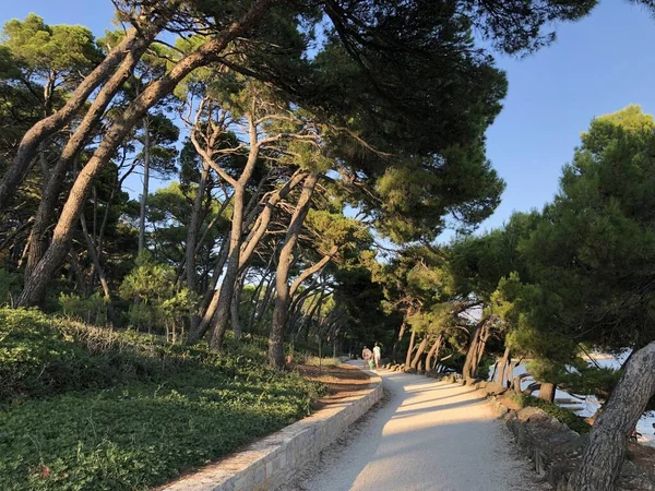 Golden Cape Forest Park Zlatni Rovinj Rovigno Isztria Horvátország Park — Stock Fotó