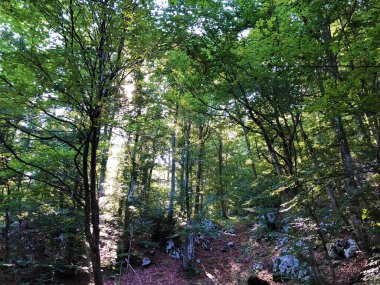 Ucka Doğa Parkı 'nda yürüyüş yolları, orman yolları ve bisiklet yolları, Hırvatistan / Planinarske staze, sumski putevi i biciklisticke ceste u parku prirode Ucka, Hrvatska