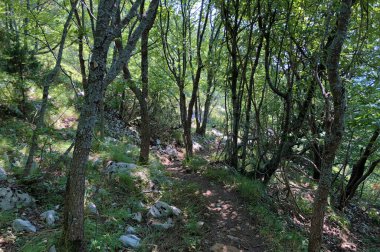 Ucka Doğa Parkı 'nda yürüyüş yolları, orman yolları ve bisiklet yolları, Hırvatistan / Planinarske staze, sumski putevi i biciklisticke ceste u parku prirode Ucka, Hrvatska