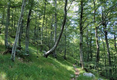 Ucka Doğa Parkı 'nda yürüyüş yolları, orman yolları ve bisiklet yolları, Hırvatistan / Planinarske staze, sumski putevi i biciklisticke ceste u parku prirode Ucka, Hrvatska