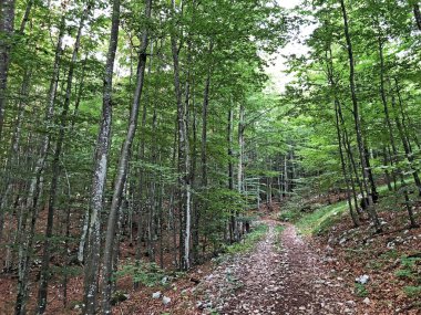 Ucka Doğa Parkı 'nda yürüyüş yolları, orman yolları ve bisiklet yolları, Hırvatistan / Planinarske staze, sumski putevi i biciklisticke ceste u parku prirode Ucka, Hrvatska