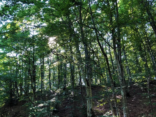 Vandringsleder Skogsstigar Och Cykelvägar Naturparken Ucka Kroatien Planinarske Staze Sumski — Stockfoto