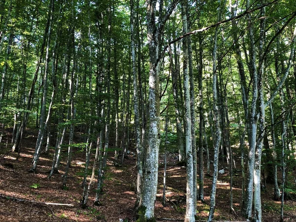 Vandringsleder Skogsstigar Och Cykelvägar Naturparken Ucka Kroatien Planinarske Staze Sumski — Stockfoto