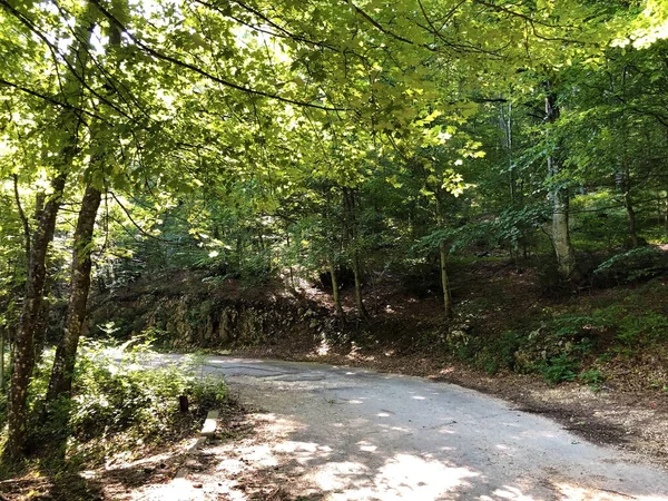 Wandelpaden Bospaden Fietswegen Het Natuurpark Ucka Kroatië Planinarske Staze Sumski — Stockfoto