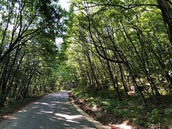 Sentiers Randonnée Sentiers Forestiers Pistes Cyclables Dans Parc Naturel Ucka — Photo