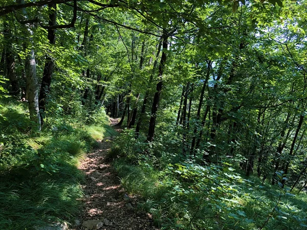 Wanderwege Waldwege Und Fahrradwege Naturpark Ucka Kroatien Planinarske Staze Sumski — Stockfoto