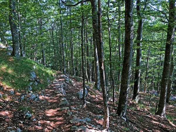 Turistické Stezky Lesní Stezky Cyklostezky Přírodním Parku Ucka Chorvatsko Planinarské — Stock fotografie