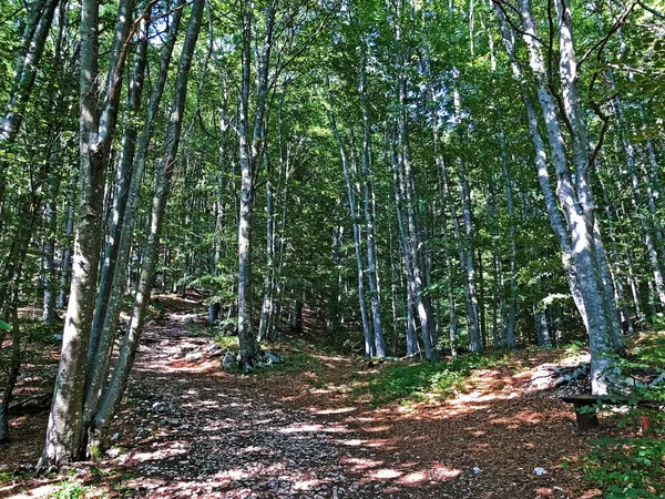 Wanderwege Waldwege Und Fahrradwege Naturpark Ucka Kroatien Planinarske Staze Sumski — Stockfoto