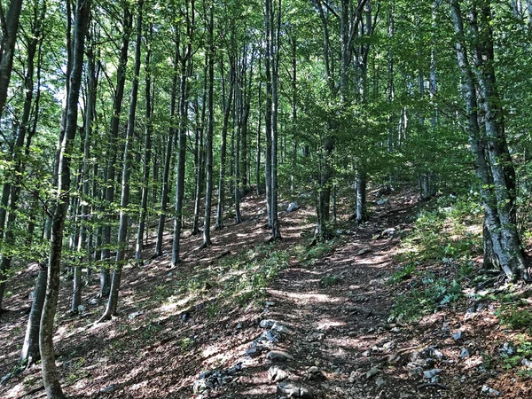 Wandelpaden Bospaden Fietswegen Het Natuurpark Ucka Kroatië Planinarske Staze Sumski — Stockfoto