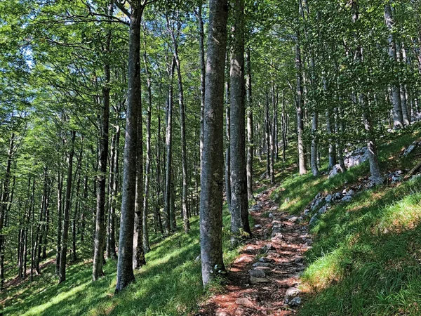 Sentieri Escursionistici Sentieri Forestali Piste Ciclabili Nel Parco Naturale Dell — Foto Stock