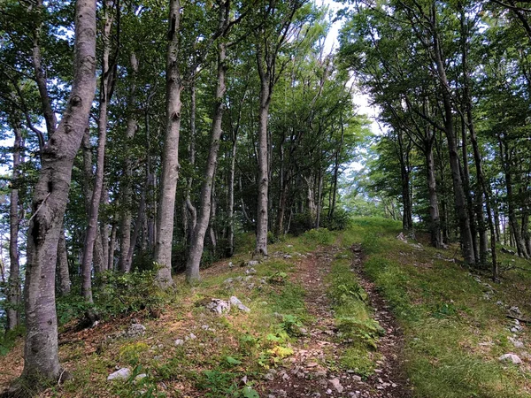 Sentiers Randonnée Sentiers Forestiers Pistes Cyclables Dans Parc Naturel Ucka — Photo