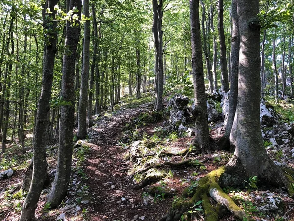 Rutas Senderismo Senderos Forestales Carreteras Bicicleta Parque Natural Ucka Croacia —  Fotos de Stock