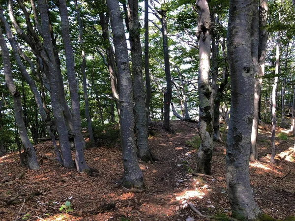 Trilhas Para Caminhadas Caminhos Florestais Estradas Bicicleta Parque Natural Ucka — Fotografia de Stock