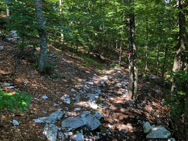 Hiking Trails Forest Paths Bicycle Roads Ucka Nature Park Croatia — Stock Photo, Image