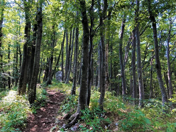 Sentiers Randonnée Sentiers Forestiers Pistes Cyclables Dans Parc Naturel Ucka — Photo