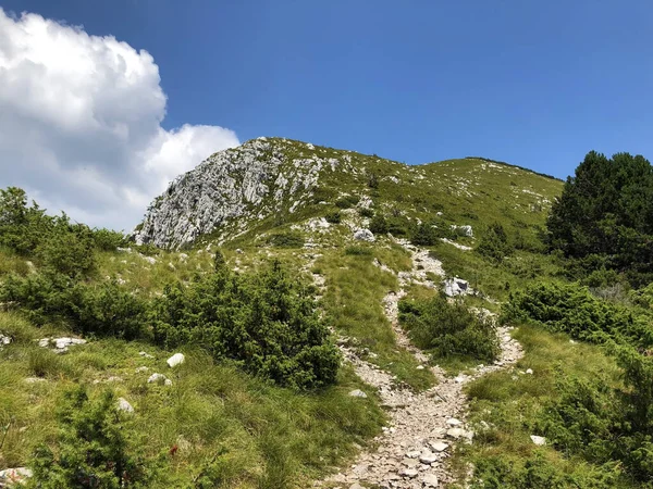 Wanderwege Waldwege Und Fahrradwege Naturpark Ucka Kroatien Planinarske Staze Sumski — Stockfoto