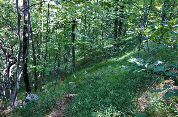 Sentiers Randonnée Sentiers Forestiers Pistes Cyclables Dans Parc Naturel Ucka — Photo