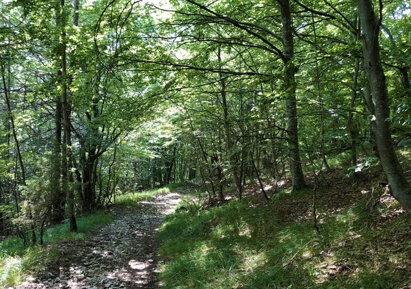 Vandringsleder Skogsstigar Och Cykelvägar Naturparken Ucka Kroatien Planinarske Staze Sumski — Stockfoto