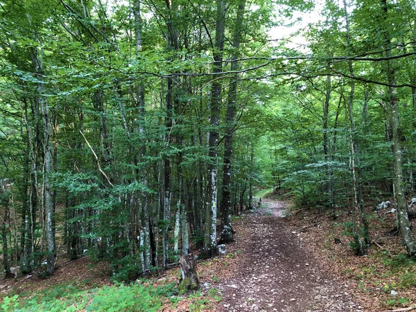 Vandringsleder Skogsstigar Och Cykelvägar Naturparken Ucka Kroatien Planinarske Staze Sumski — Stockfoto