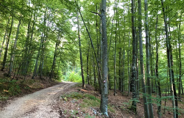 Sentiers Randonnée Sentiers Forestiers Pistes Cyclables Dans Parc Naturel Ucka — Photo