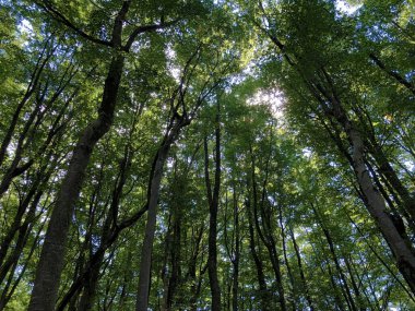 Gökyüzü ve güneş ışınları Ucka Doğa Parkı, Hırvatistan / Pogled prema nebu i suncevim zrakama kroz krosnje drveca u parku Ucka, Hrvatska