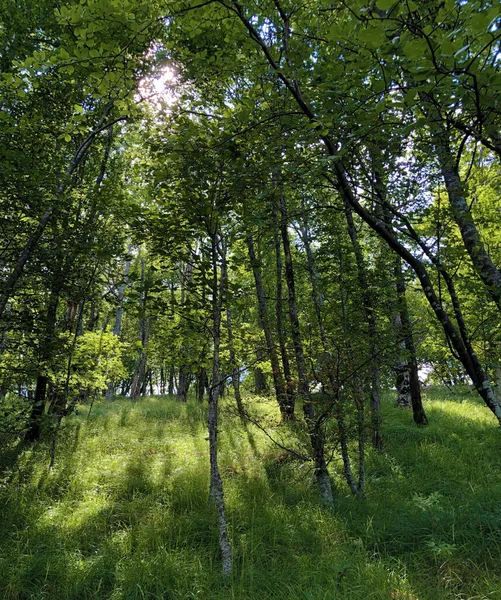 Utsikt Över Himlen Och Solens Strålar Genom Trädtopparna Ucka Naturpark — Stockfoto