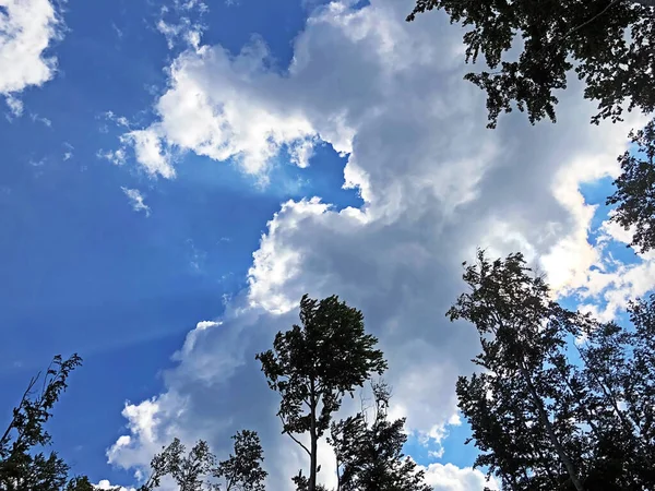 Vista Del Cielo Los Rayos Del Sol Través Las Copas —  Fotos de Stock