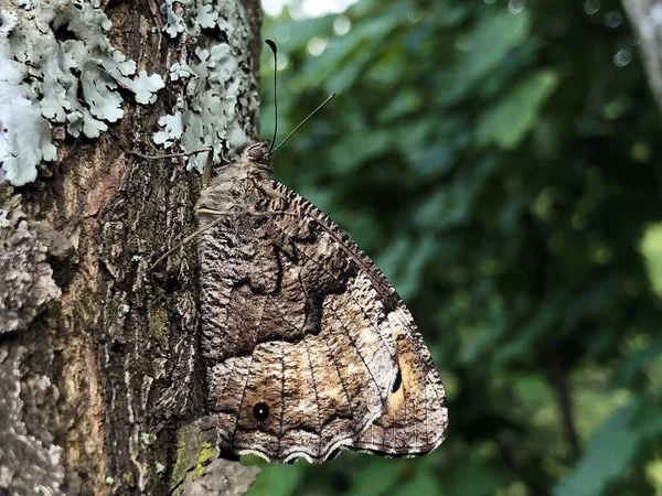 克罗地亚 萨维尔塞纳市乌卡自然公园的一棵树树皮上 一只每日蝴蝶的完美模仿 — 图库照片