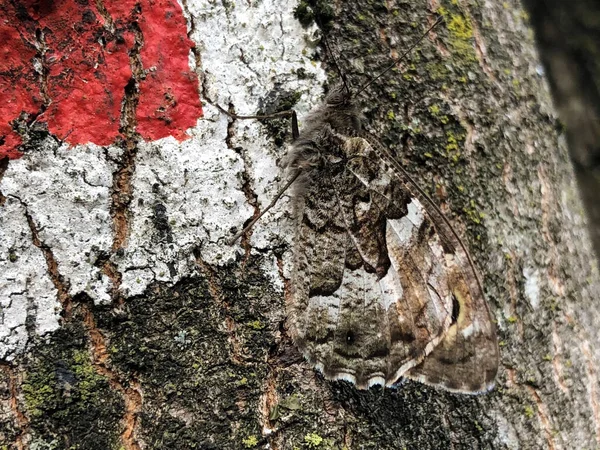 克罗地亚 萨维尔塞纳市乌卡自然公园的一棵树树皮上 一只每日蝴蝶的完美模仿 — 图库照片