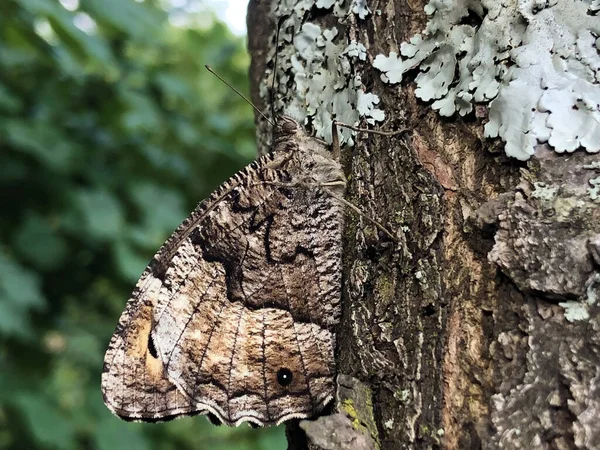 Perfekte Nachahmung Eines Täglichen Schmetterlings Auf Der Rinde Eines Baumes — Stockfoto