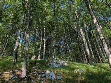 Ucka Doğa Parkındaki karışık bir ormanda ağaçlar ve bitkiler, Hırvatistan / Drvece i raslinje u mjesovitoj sumi na podrucju parka Ucka, Hrvatska,