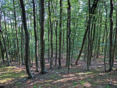 Ucka Doğa Parkındaki karışık bir ormanda ağaçlar ve bitkiler, Hırvatistan / Drvece i raslinje u mjesovitoj sumi na podrucju parka Ucka, Hrvatska,