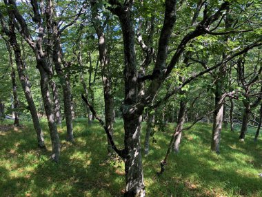 Ucka Doğa Parkındaki karışık bir ormanda ağaçlar ve bitkiler, Hırvatistan / Drvece i raslinje u mjesovitoj sumi na podrucju parka Ucka, Hrvatska,