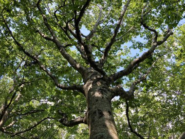 Ucka Doğa Parkındaki karışık bir ormanda ağaçlar ve bitkiler, Hırvatistan / Drvece i raslinje u mjesovitoj sumi na podrucju parka Ucka, Hrvatska,