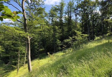 Ucka Doğa Parkındaki karışık bir ormanda ağaçlar ve bitkiler, Hırvatistan / Drvece i raslinje u mjesovitoj sumi na podrucju parka Ucka, Hrvatska,