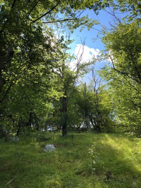 Ucka Doğa Parkındaki karışık bir ormanda ağaçlar ve bitkiler, Hırvatistan / Drvece i raslinje u mjesovitoj sumi na podrucju parka Ucka, Hrvatska,