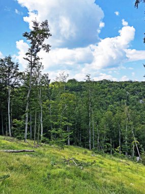 Ucka Doğa Parkındaki karışık bir ormanda ağaçlar ve bitkiler, Hırvatistan / Drvece i raslinje u mjesovitoj sumi na podrucju parka Ucka, Hrvatska,