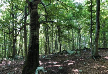 Ucka Doğa Parkındaki karışık bir ormanda ağaçlar ve bitkiler, Hırvatistan / Drvece i raslinje u mjesovitoj sumi na podrucju parka Ucka, Hrvatska,