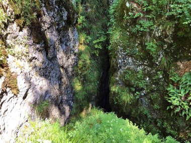 Dağ bitkileri ve Ucka Doğa Parkı, Hırvatistan / Planinske biljke i raznovrsna flora na pasnjacima parka, Ucka, Hrvatska