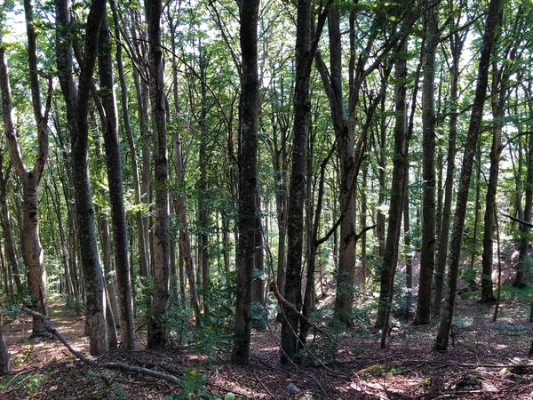 Bäume Und Vegetation Mischwald Gebiet Des Naturparks Ucka Kroatien Drvece — Stockfoto