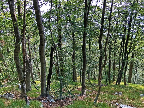 Arbres Végétation Dans Une Forêt Mixte Dans Zone Parc Naturel — Photo