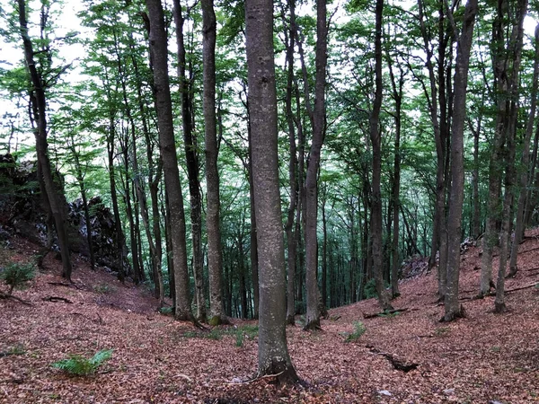 Träd Och Vegetation Blandskog Naturparken Ucka Kroatien Drvece Raslinje Mjesovitoj — Stockfoto