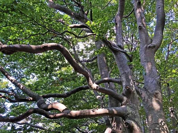 Ucka Doğa Parkındaki Karışık Bir Ormanda Ağaçlar Bitkiler Hırvatistan Drvece — Stok fotoğraf