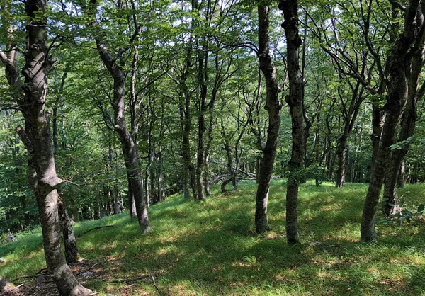 Árboles Vegetación Bosque Mixto Zona Del Parque Natural Ucka Croacia —  Fotos de Stock