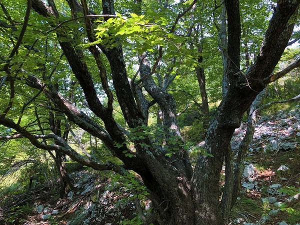 Stromy Vegetace Smíšeném Lese Oblasti Přírodního Parku Ucka Chorvatsko Drvece — Stock fotografie